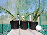 Cattleya Zip (4n) x Encyclia cordigera (Catcyclia Poet's Wine)