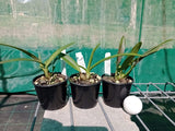 Cattleya Zip (4n) x Encyclia cordigera (Catcyclia Poet's Wine)