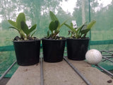 Cattleya Jungle Beau