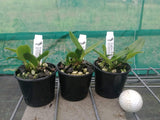 Cattleya Jungle Beau
