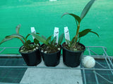 Dendrobium Classy 'Good' x sib
