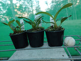 Dendrobium Bardo Rose (kingianum x falcorostrum)
