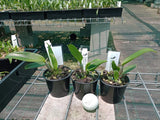 Ctt. Loog Tone 'African Beauty' x Netrasiri Waxy