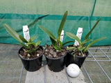 Cattleya purpurata fma. schusteriana 'Chief' mericlones