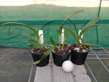 Ctt. Trick or Treat 'Darkest Orange' x Hsiang-Yu Red Pearl 'Red Dragonfly'