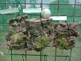 Dendrobium (Dockrillia) teretifolium var. teretifolium