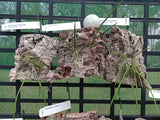 Dendrobium (Dockrillia) bowmanii