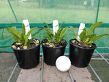 Cattleya Pink Pearl 'Select No.1'