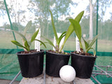 Ctt. (Trick or Treat x Hsiang-Yu Red Pearl) '#1' x Ctt. Hsiang-Yu Red Pearl 'Red Dragonfly'