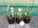 Ctt. (Trick or Treat x Hsiang-Yu Red Pearl) '#1' x Ctt. Hsiang-Yu Red Pearl 'Red Dragonfly'