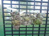 Dendrobium (Dockrillia) Hot Coals x sib on cork mount