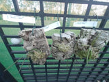 Dendrobium (Dockrillia) Hot Coals x sib on cork mount