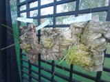 Dendrobium (Dockrillia) Hot Coals x sib on cork mount