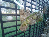 Dendrobium (Dockrillia) Hot Coals x sib on cork mount