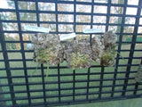 Dendrobium (Dockrillia) Kingfisher Shadow (Saboteur x Hot Coals) Cork mount