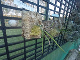 Dendrobium (Dockrillia) Kingfisher Shadow (Saboteur x Hot Coals) Cork mount