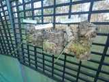 Dendrobium (Dockrillia) Kingfisher Shadow (Saboteur x Hot Coals) Cork mount