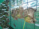 Dendrobium (Dockrillia) Two Hot x Kingfisher Ginger - Cork mount