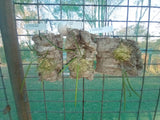 Dendrobium (Dockrillia) Lynne's Red x Hot Coals cork mount