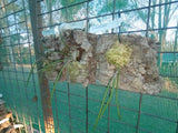 Dendrobium (Dockrillia) Lynne's Red x Hot Coals cork mount