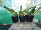 Dendrobium speciosum v. curvicaule ('Misty Mountains' x 'Jacqueline') x 'Jaq's Moon Best'
