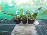 Dendrobium speciosum v. curvicaule ('Misty Mountains' x 'Jacqueline') x 'Jaq's Moon Best'