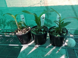 Dendrobium gracilicaule