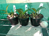 Dendrobium Kingfisher Bride '#3' x speciosum 'Windermere'