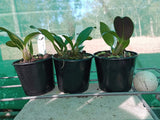 Dendrobium Brimbank Uluru 'Red Ochre' x speciosum 'Mt Larcom Gold'