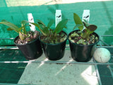 Dendrobium Brimbank Uluru 'Red Ochre' x speciosum 'Mt Larcom Gold'