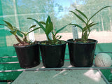 Dendrobium Esme Poulton '#1' x Classy 'Good'