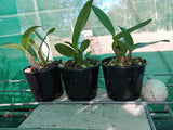 Dendrobium Balnarring remake (Starsheen x speciosum)