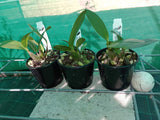 Dendrobium Balnarring remake (Starsheen x speciosum)