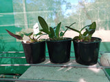 Dendrobium Essie Banks remake (Hilda Poxon x speciosum)