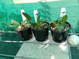 Dendrobium Essie Banks remake (Hilda Poxon x speciosum)