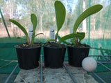 Rlc. Star of Thailand