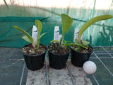Rlc. Star of Thailand