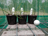 Dendrobium (Dockrillia) Two Hot x Kingfisher Ginger