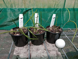 Dendrobium (Dockrillia) Two Hot x Kingfisher Ginger