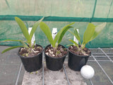 Gct. Rest in Peace (Grt. Why Not 'Roundabout x Ctt. Kauai Starbright 'Vi')