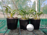 Den. Gillian Leaney remake (delicatum 'J186' x kingianum ('Cracker' x 'Red Devil')