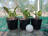 Dendrobium Brimbank Eclipsed (Eclipse 'Goldie' x speciosum 'Oh Sugar!')