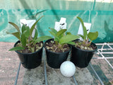 Dendrobium Brimbank Eclipsed (Eclipse 'Goldie' x speciosum 'Oh Sugar!')