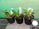 Dendrobium speciosum var. pedunculatum 'Marie' x 'Tyabb Best' HCC/AOC