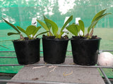 Dendrobium speciosum v. grandiflorum 'Mt Larcom Gold' x 'Kroombit Gold'