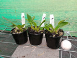 Dendrobium speciosum v. grandiflorum 'Mt Larcom Gold' x 'Kroombit Gold'