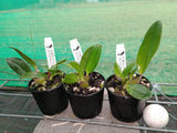 Dendrobium speciosum 'Peggy Sue' x 'Skyline'