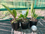 Ctt. Night Sky 'Shepherd's Warning' x Rth. Maree's Russet