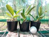 Cattleya Elusive Heartbeat 'Zelda' x Ctt. Secret Love