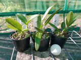 Cattleya Elusive Heartbeat 'Zelda' x Ctt. Secret Love